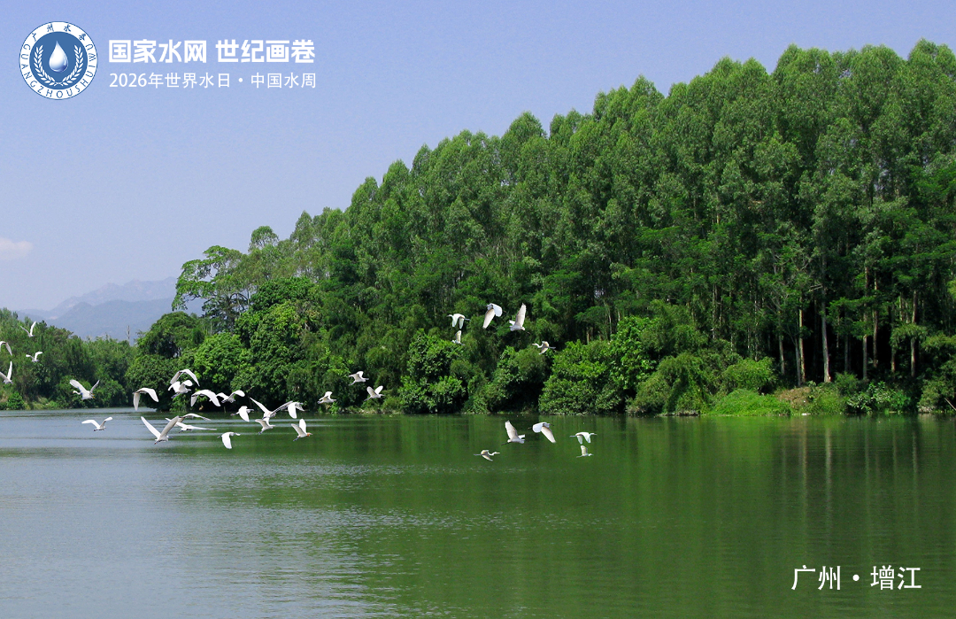 增江上引来成群白鹭 拷贝.jpg